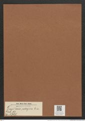 Fragilaria pelagica Ehr. (de-Toni-Nr.: Genus 73, Species 2767) Zeichnungen Sammlung Grunow Mappe 02955 (Herbarium_W_Grunow_drawings_Folder_02955)